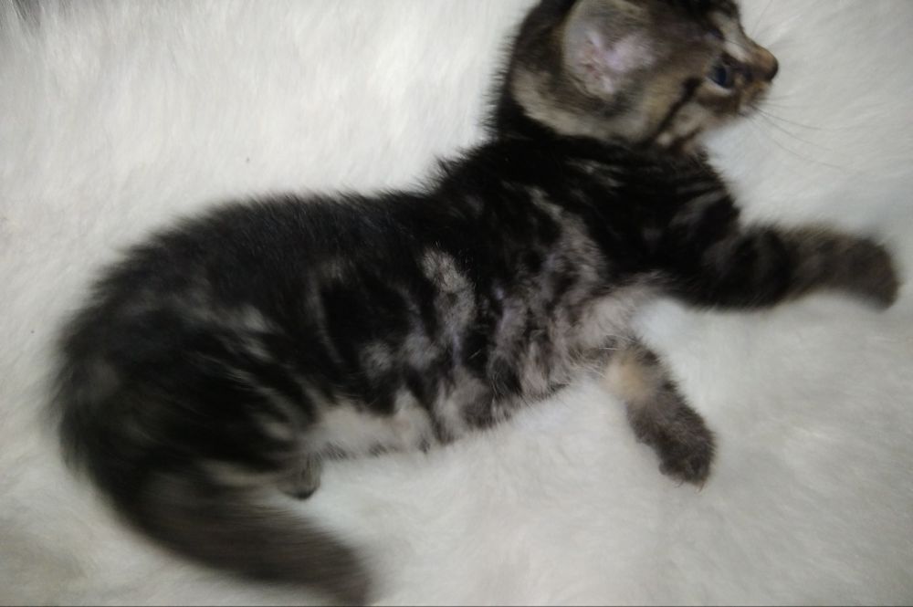 Пухнастий комочок щастя.