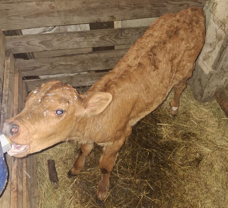 Jałoszka limousine mięsna