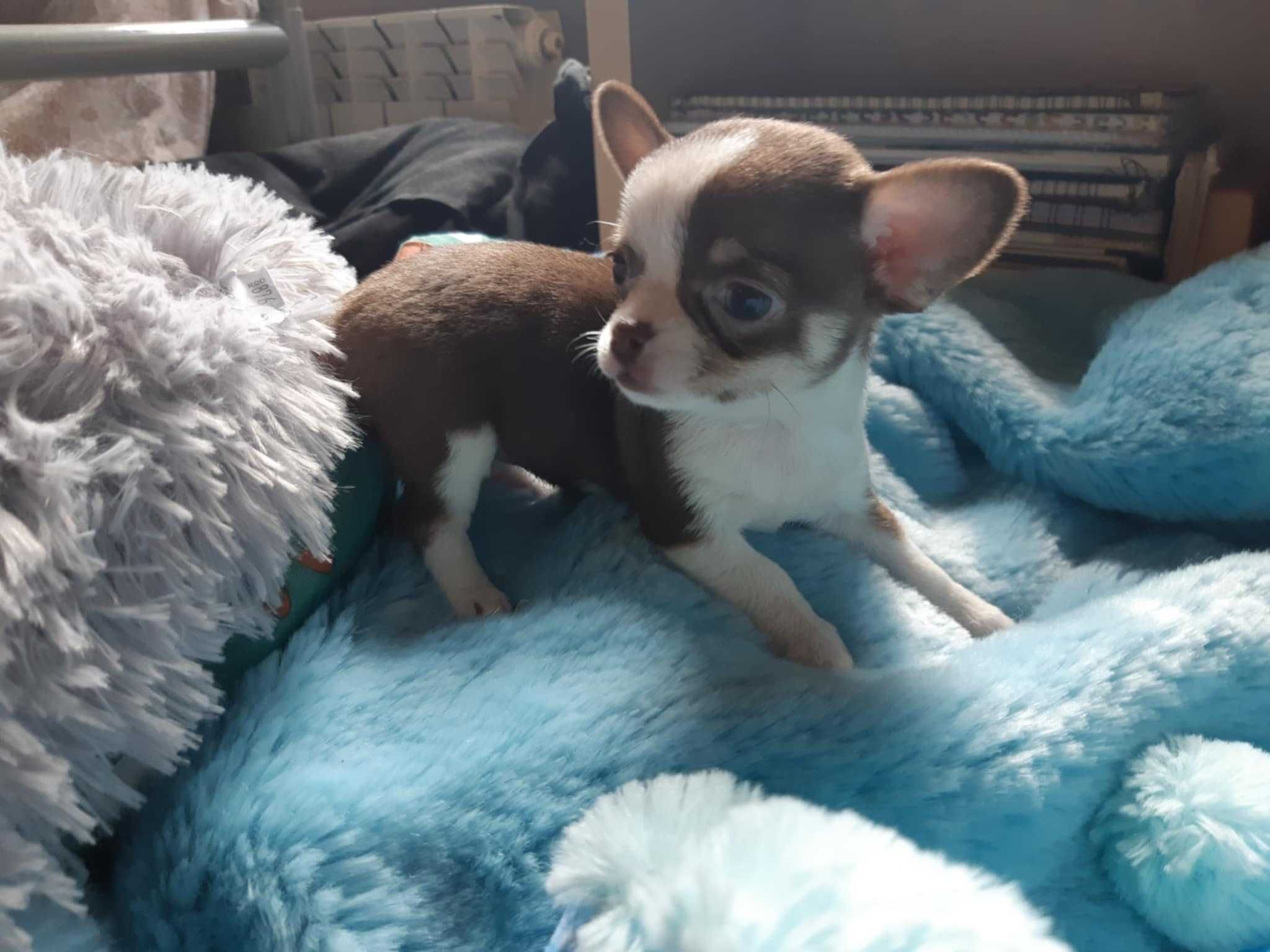 Suczka chihuahua krótkowłosa z badaniem głowy i serca