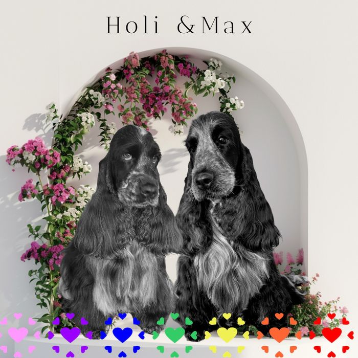 Zapowiedź miotu Cocker spaniel angielski