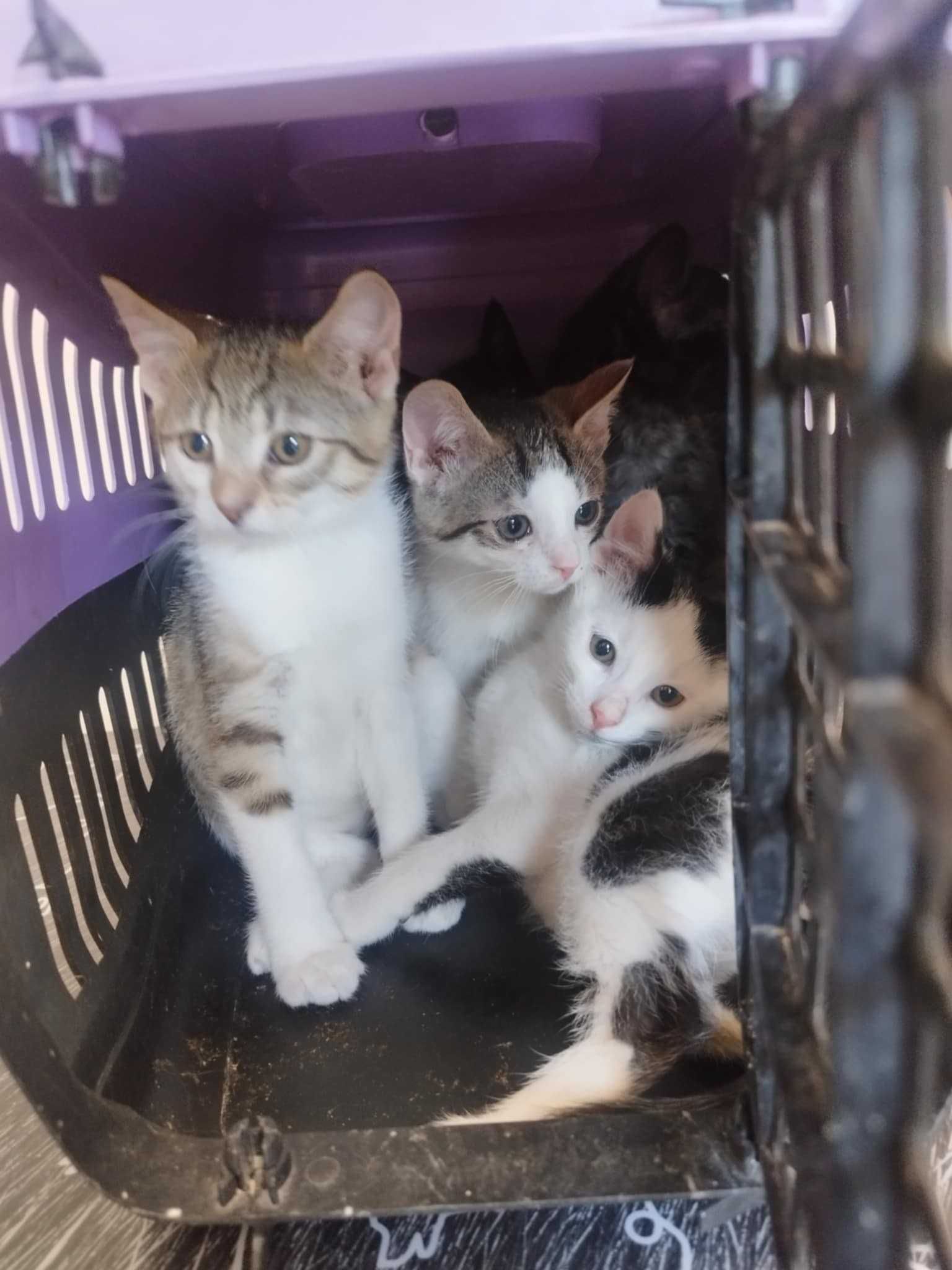 Laki piękny kocurek do adopcji