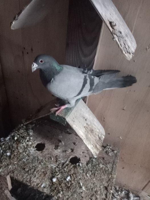 Staropolskie sprzedam