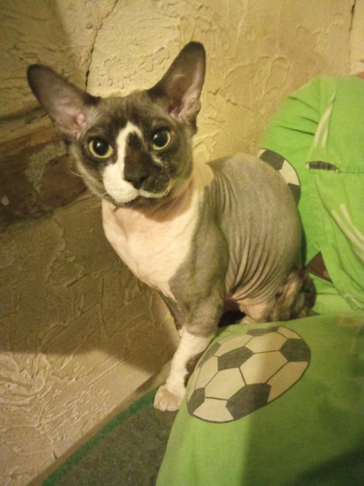 Лексус продам кота