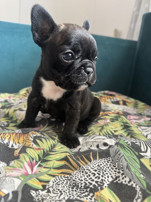 Buldog francuski suczka do rezerwacji