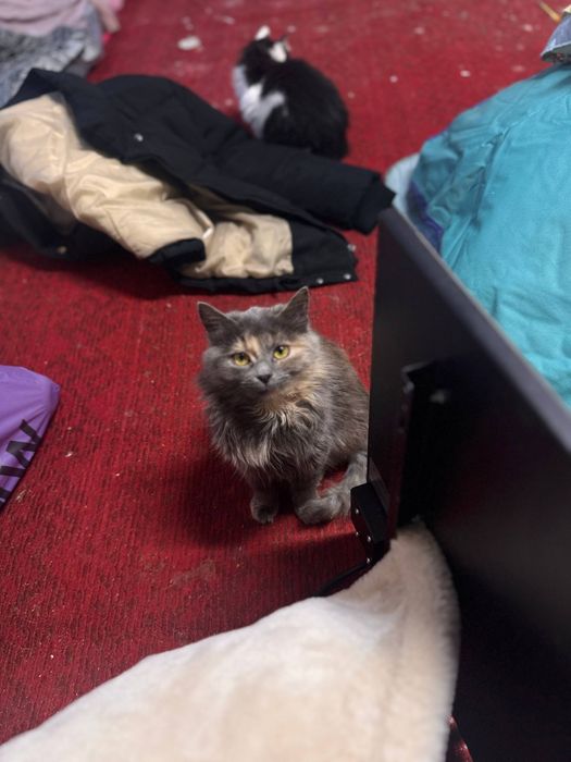 Неповторна Соня шукає дім