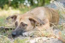 8-miesięczna suczka Puela - beżowa piękność do adopcji