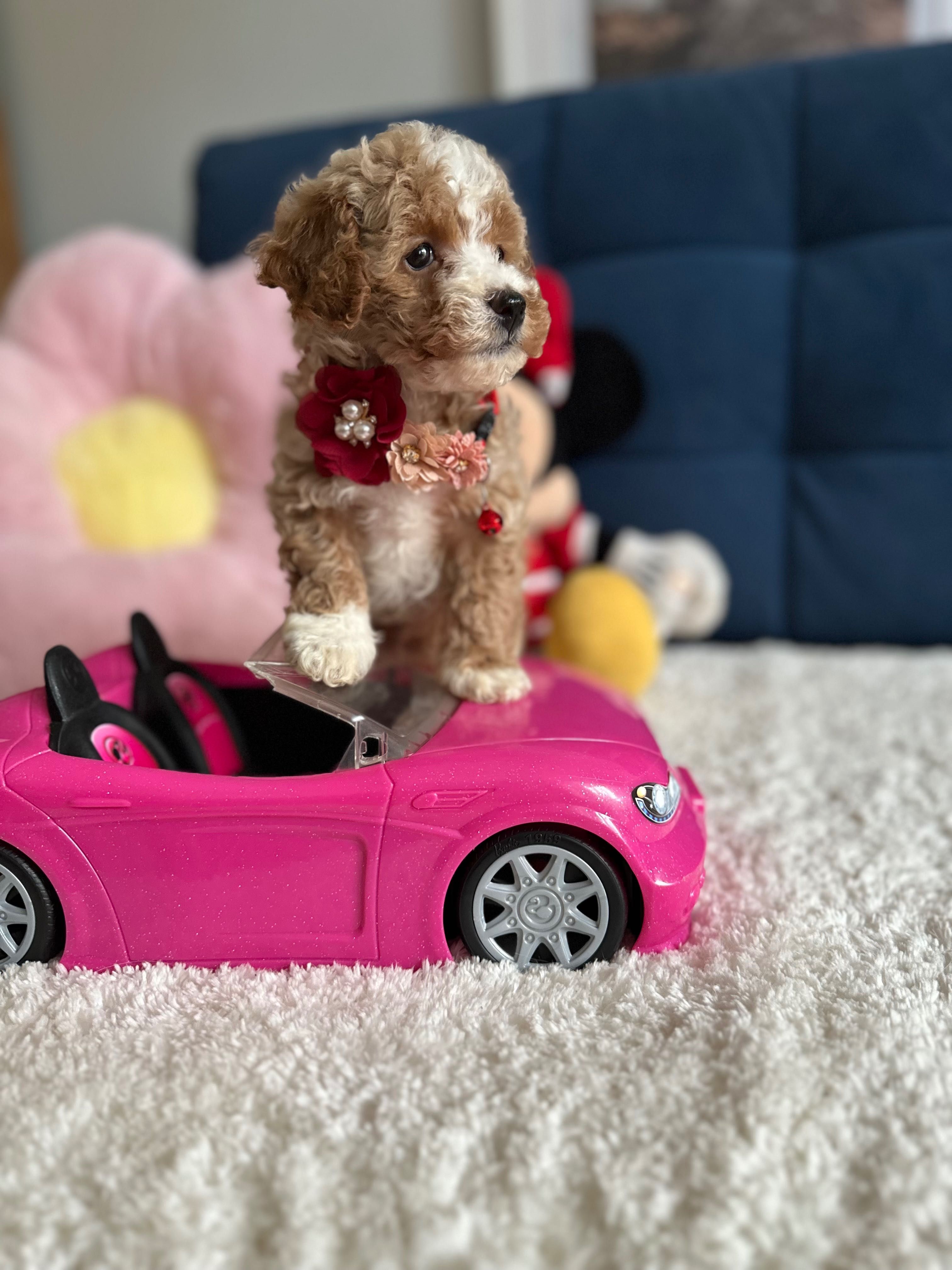Śliczna Suczka Maltipoo!