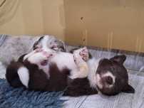 Suczka Border Collie Czekoladowa