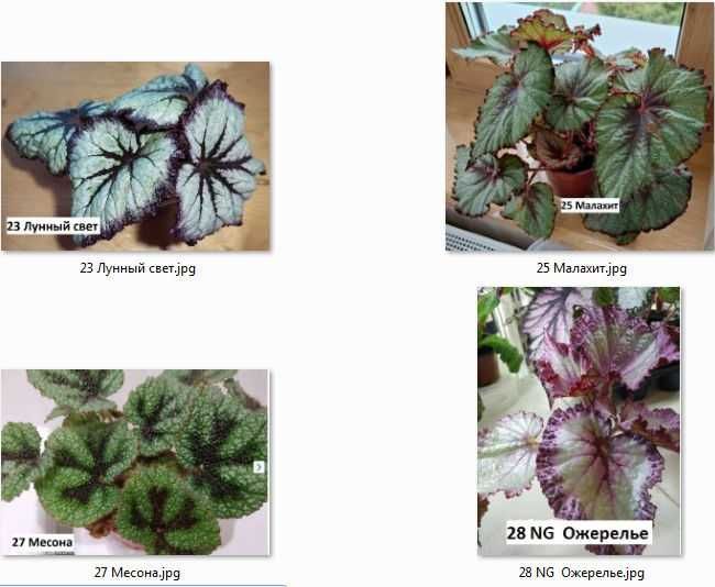 Бегония  декоративно-лиственные бегонии