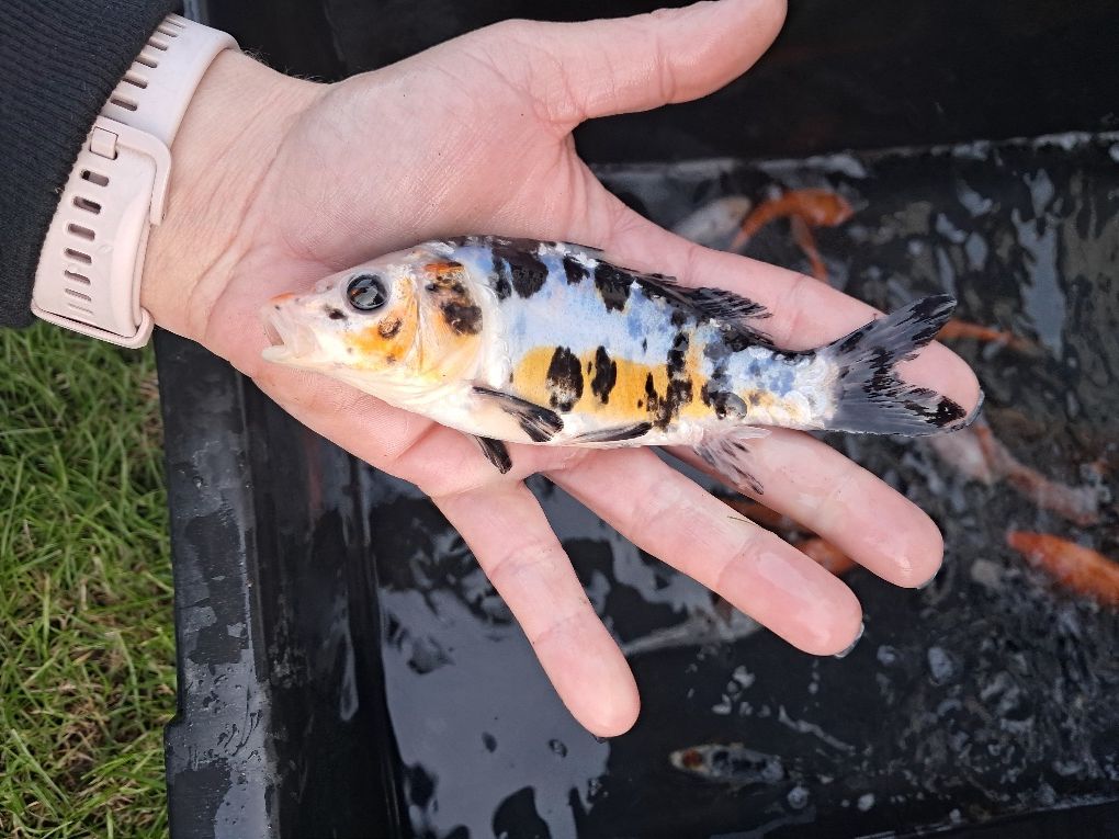 Karp koi narybek / kroczek