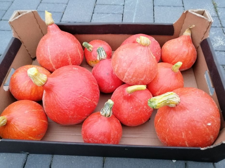 Dynia Hokkaido ekologiczna