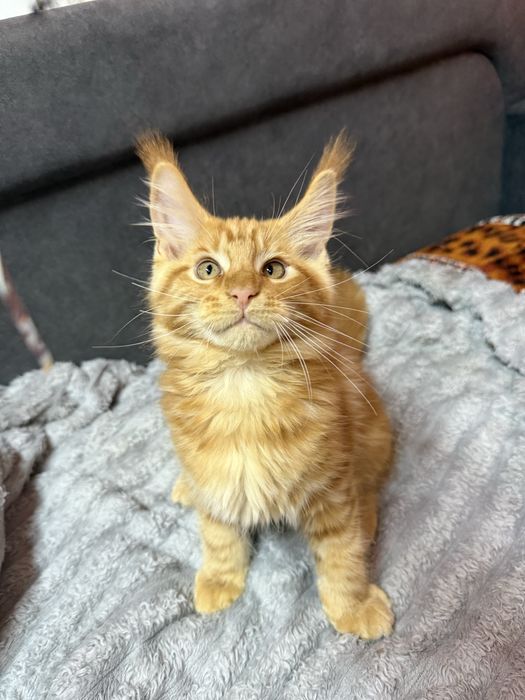 Продаю котят Мейн Кун