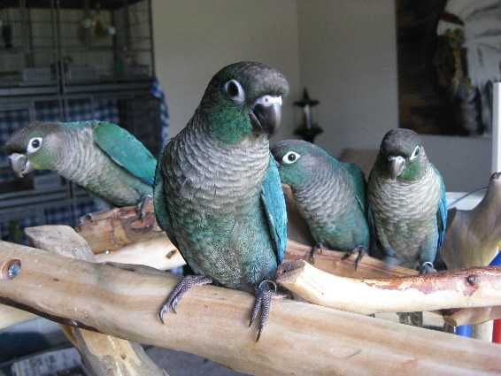 Синий попугай пиррура окрас Turquoise Green Cheek - птенцы выкормыши