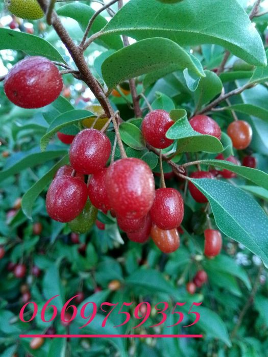 Маракуя  азимина гумі ірга