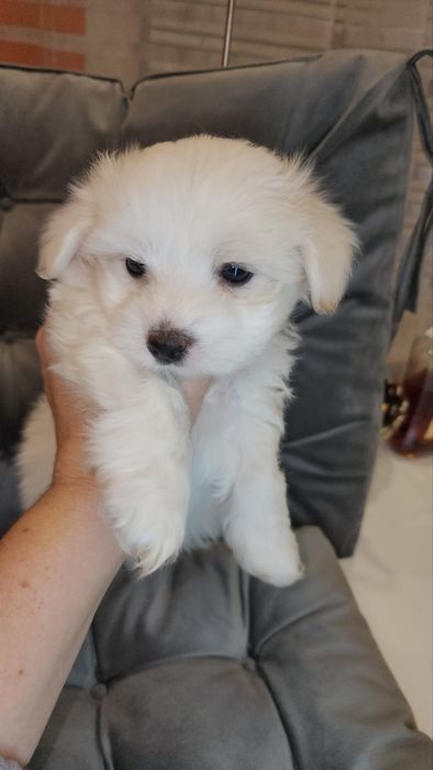 Найкращі цуценята