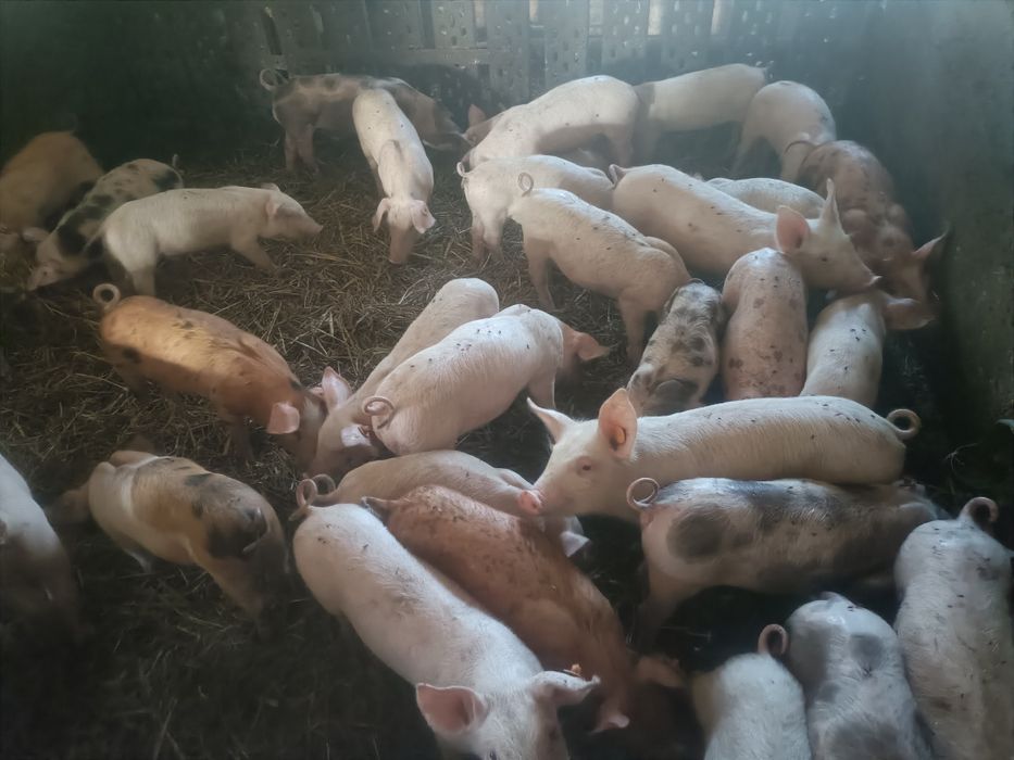 Sprzedam prosięta komplet szczepień.