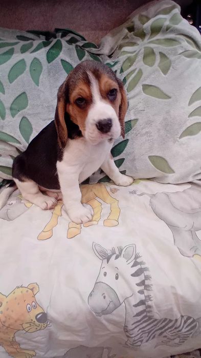 Beagl szczenię   aktualne