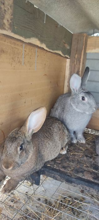 Кролі Шиншила Великан Термон На плем'я.