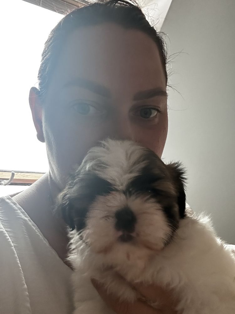 Shih tzu szczeniak