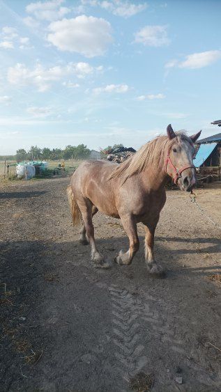 Sprzedam  lub zamienię 2 letnia klacz zazrebione pkz