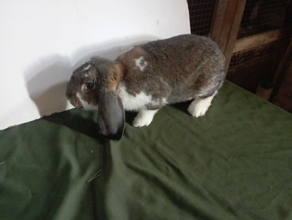 Kroliki baran francuski