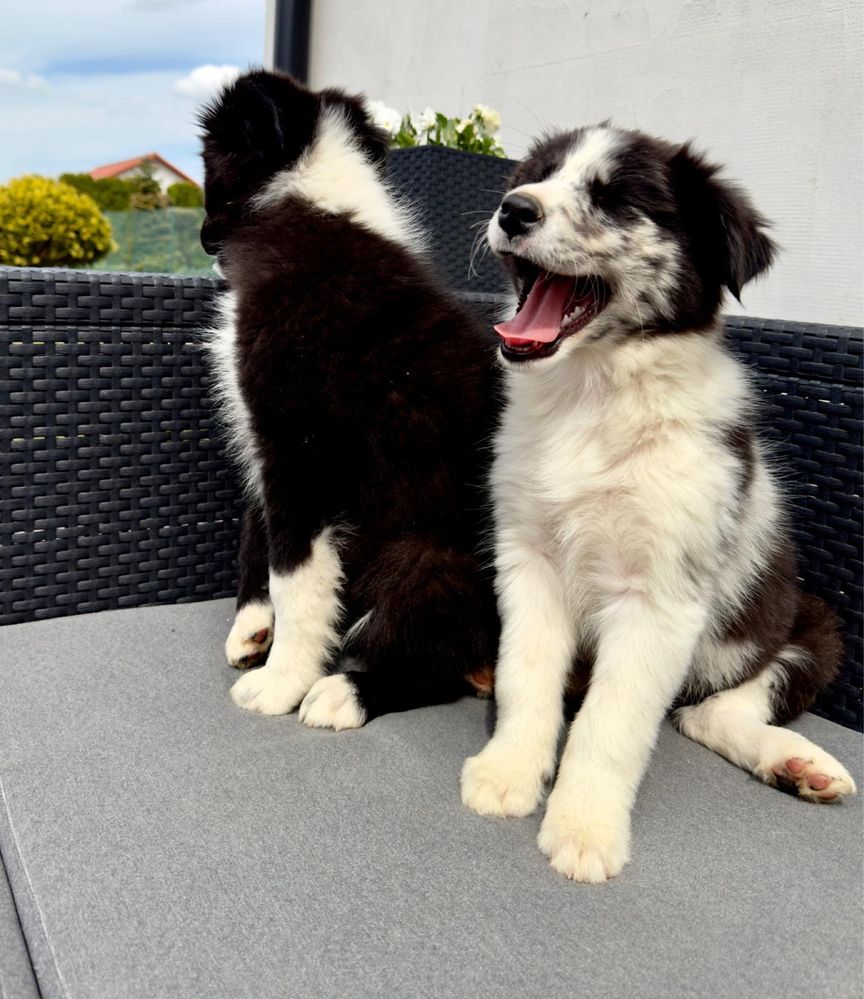 Szczeniaki, Suczka Border Collie Black Merle Blue Merle UNIKATOWA