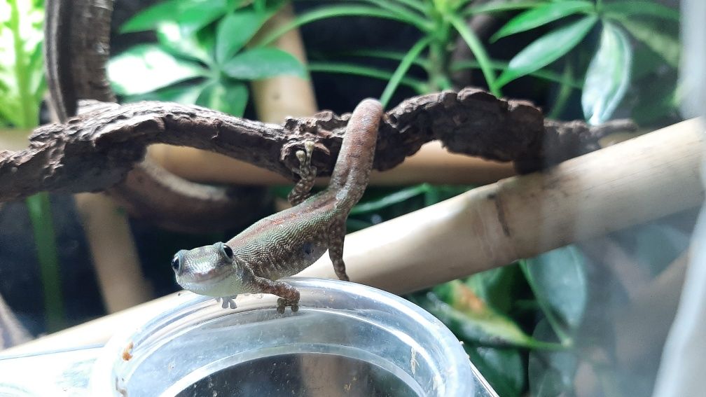 Karma gecko nutrition dla gekona, felsumy smak wild berry 50g