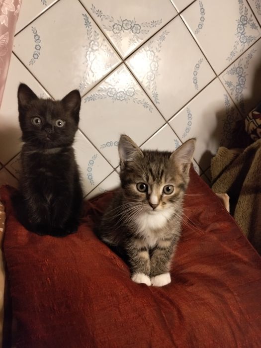 Віддам безкоштовно кошенят