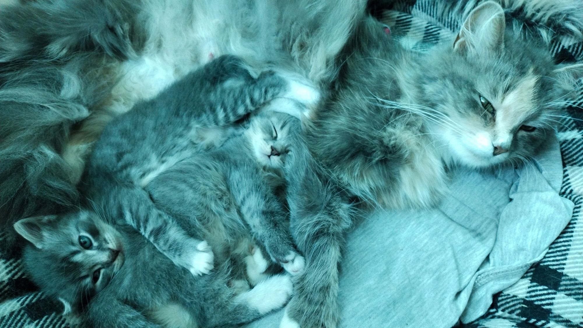 Котинята 2 місяця в добрі руки