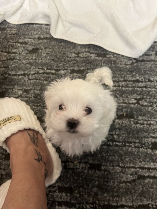 Maltańczyk - zaprasza Nowych Rodzicow