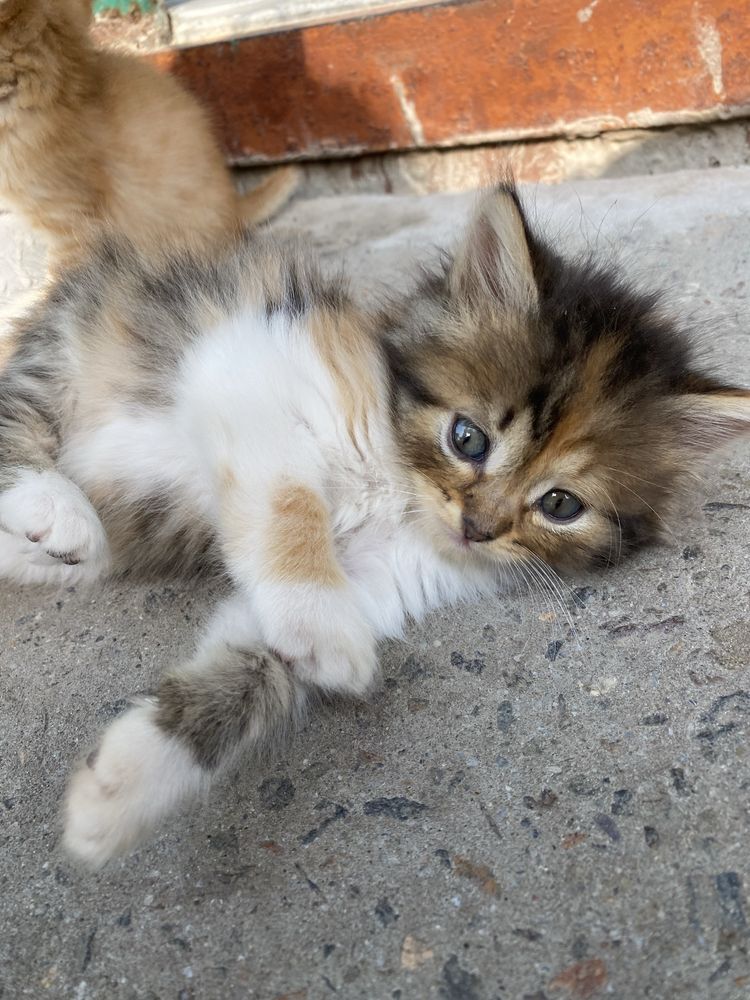 Кошеня в хороші руки