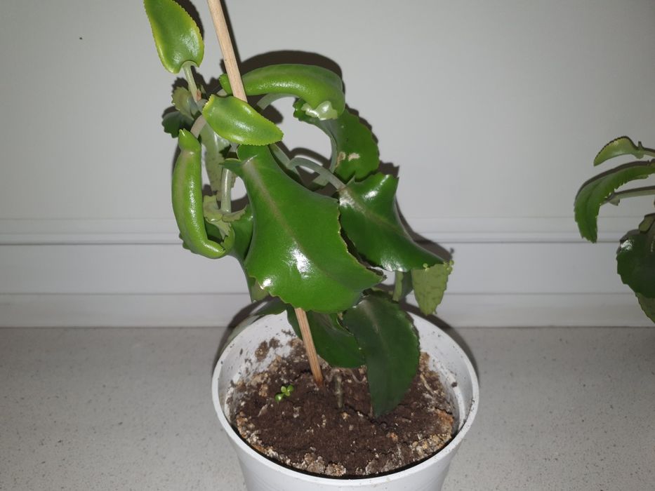 Sadzonki żyworódka 2 szt.