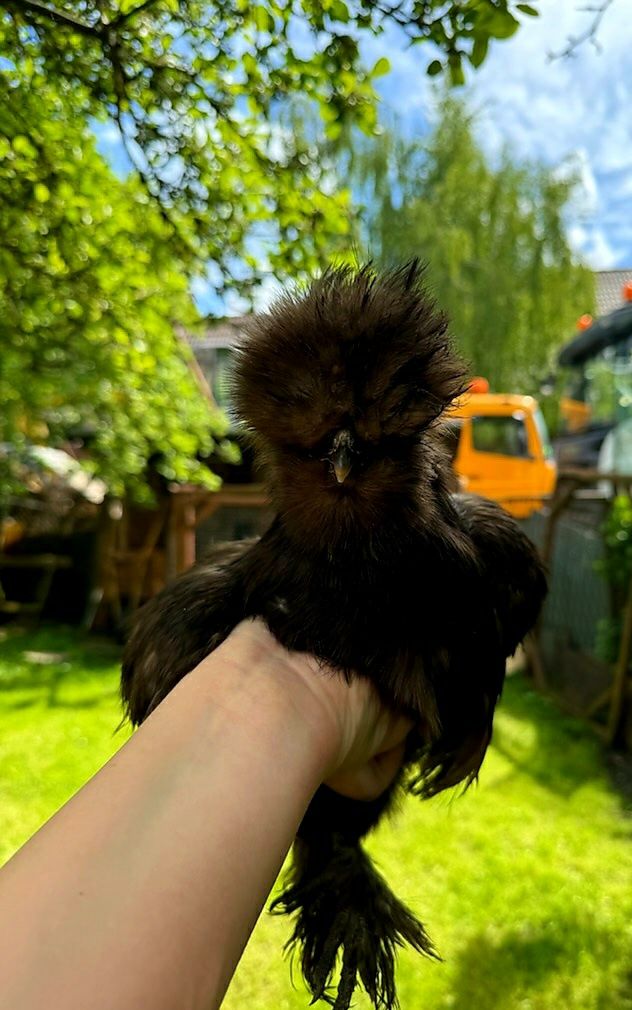 Kura silka naturalne ekologiczne pisklaki silki jedwabiste USA