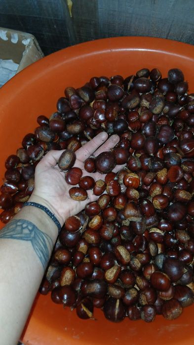 Castanhas para venda