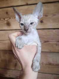 kot cornish rex , devon rex niebeskie oczy hod. Urok Życia