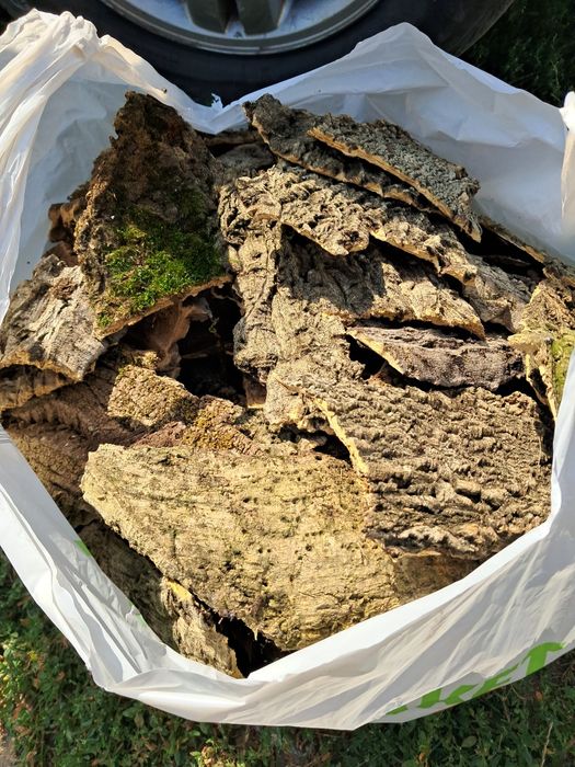 Кора пробки пробкового дерева бархат амурський. Якісна, красива, суха