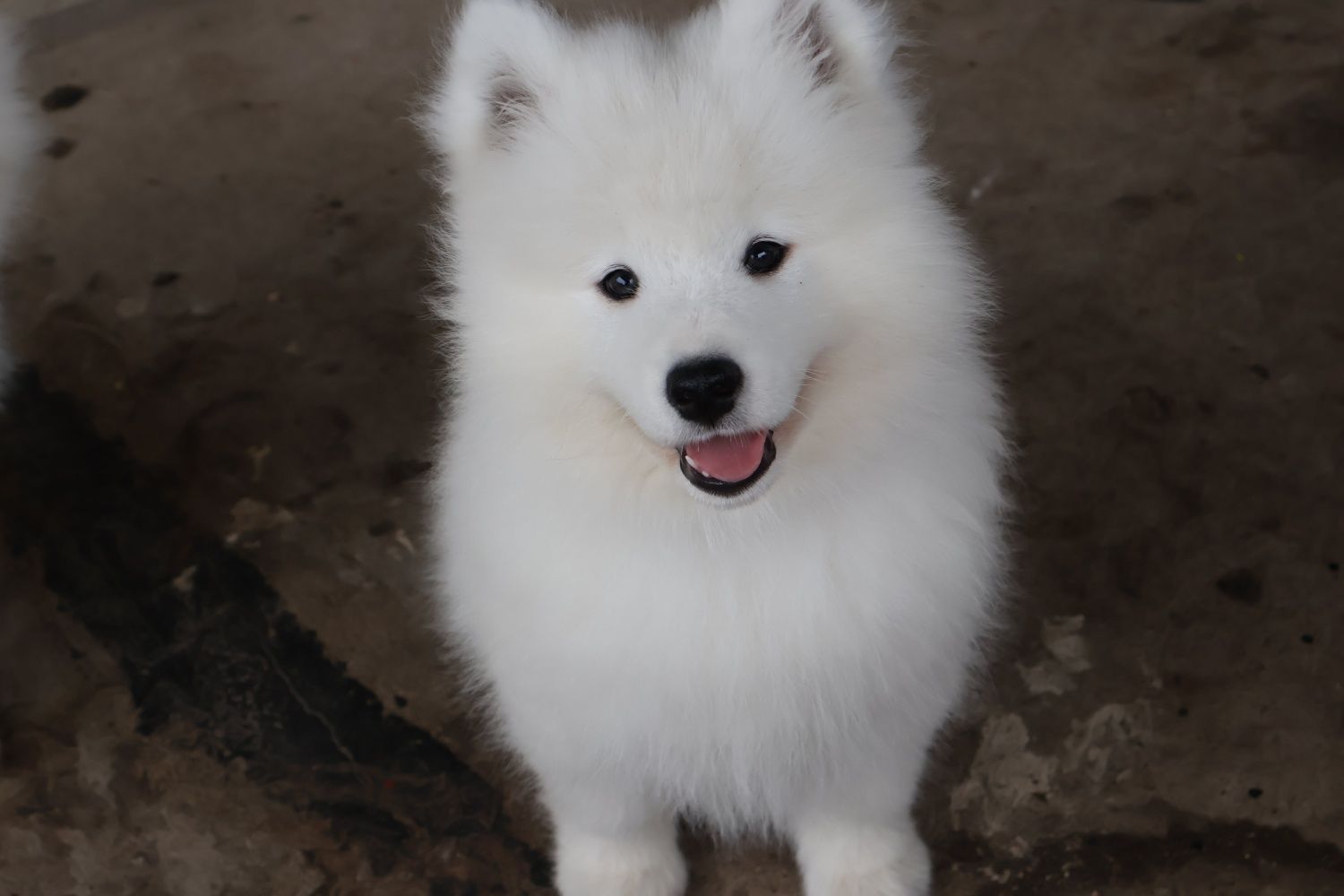 Ostatni  Chłopiec Samoyed