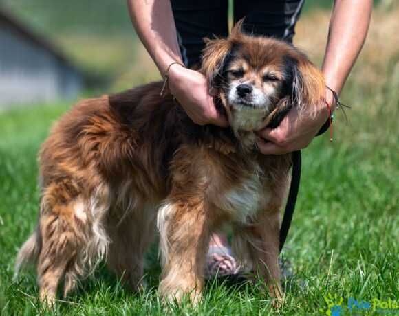 Kochany, starszy psiak PITER szuka nowego domku!