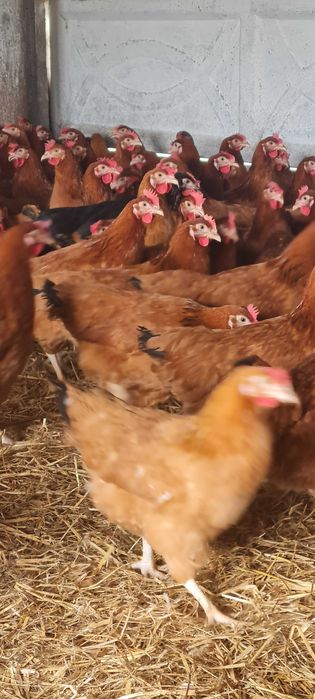 Kury Nioski młode prosto z FERMY od Hodowcy drobiu.Rosa kolorTRANSPORT
