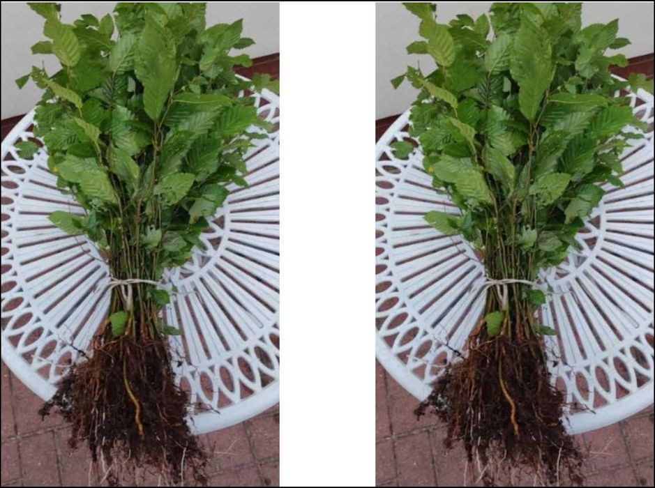 Grab pospolity 50 cm sadzonki 100 sztuk na żywopłot odporny po 70 gr