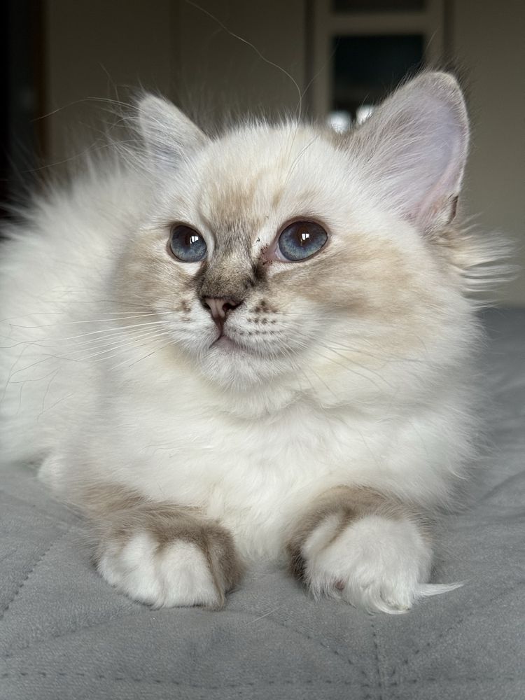 Śliczna koteczka ragdoll FPL