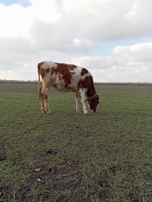 Продам теличку 300кг