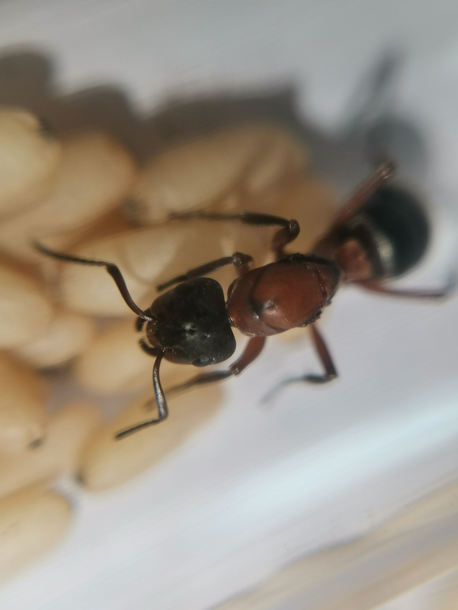 Kolonia Formica sanguinea Q20-25W, mrówki do formikarium.