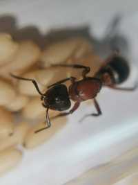 Kolonia Formica sanguinea Q20-25W, mrówki do formikarium.