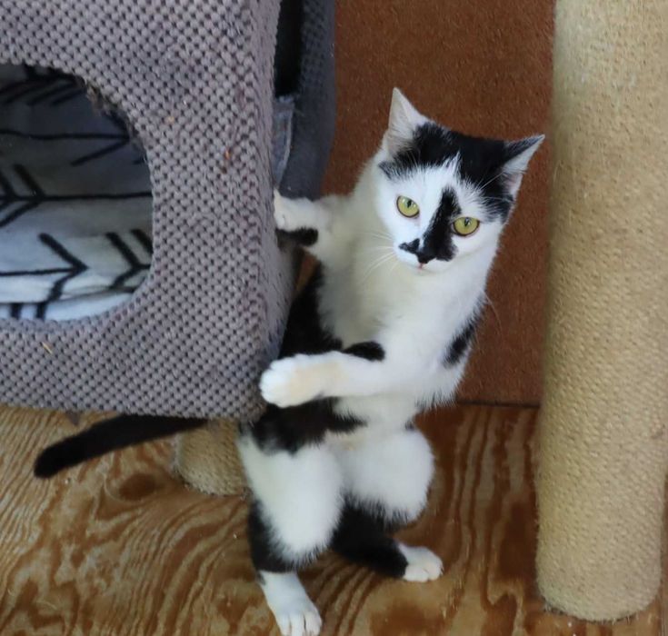 Szprotka czeka na dom...