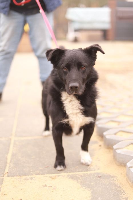 Bambo - młody, energiczny i przyjazny pies szuka domu