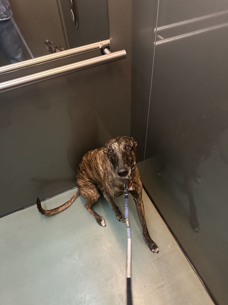 Cudowna charcica chart greyhound suczka oddam