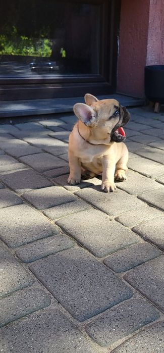 Szczeniak Buldog Francuski