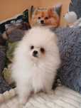 Szpic Miniaturowy, Pomeranian
