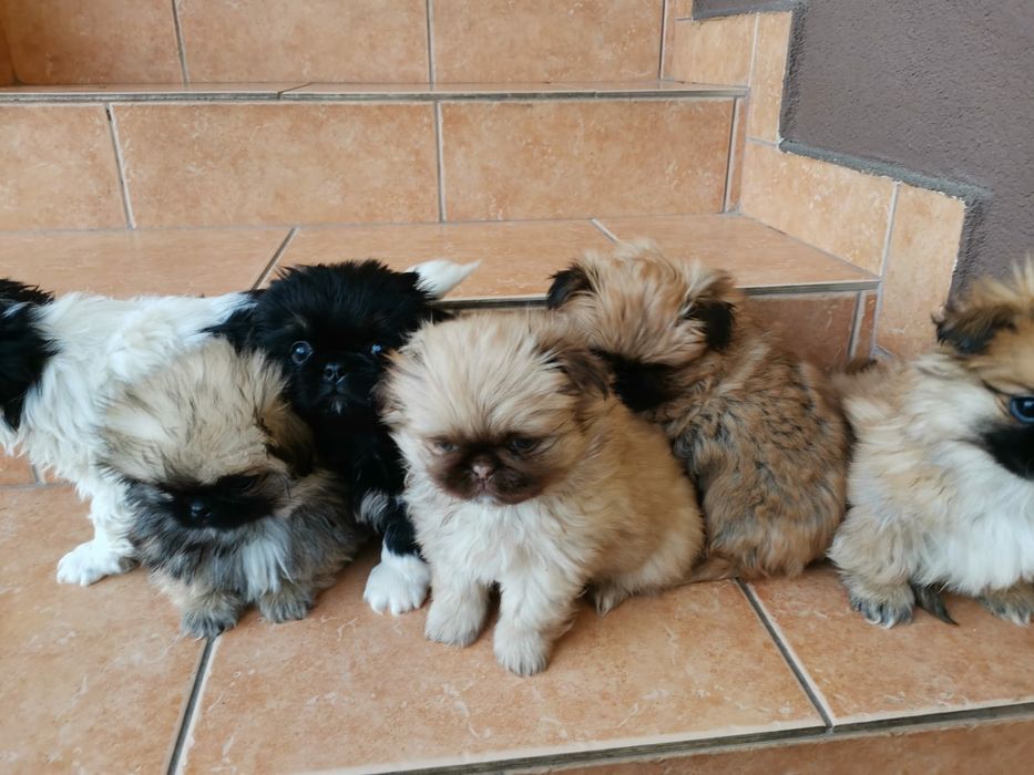 Pekińczyk Szczeniak Mały Puchaty